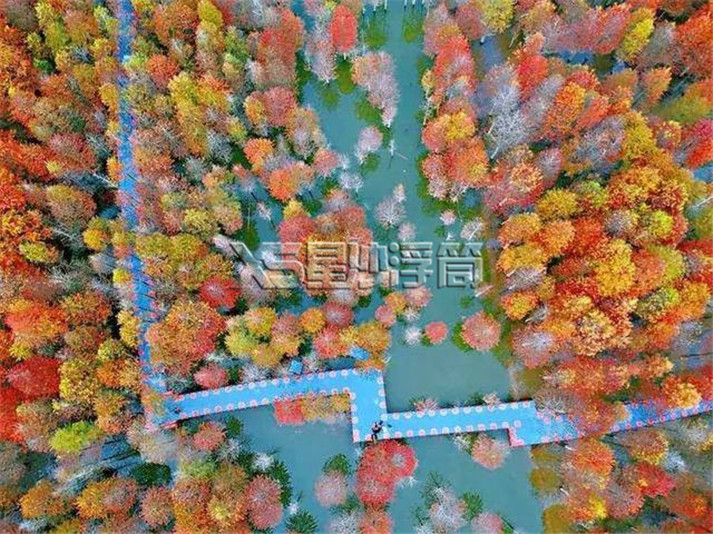 水上浮桥蜿蜒盘旋在万亩红衫林-星沙浮筒